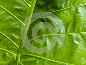 Fresh green tropical leaves close up. Abstract pattern texture in green tones