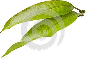 Fresh green tropical mango leaf isolated white background