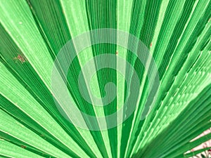 Fresh green tropical palm leaf close up surface texture image as background image. green palmtree