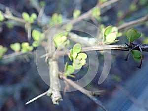 fresh green twig tree branch in spring