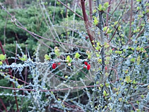 fresh green twig tree branch in spring