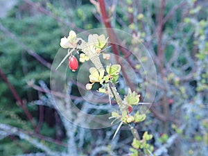 fresh green twig tree branch in spring