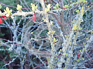 fresh green twig tree branch in spring