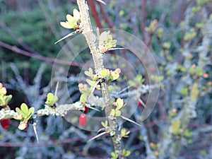 fresh green twig tree branch in spring