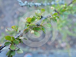 fresh green twig tree branch in spring