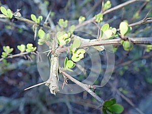 fresh green twig tree branch in spring