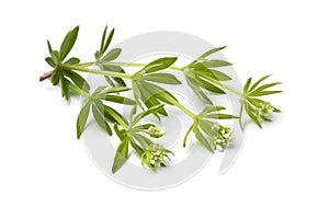 Fresh green twigs of sweet woodruff plant with buds close up on white background