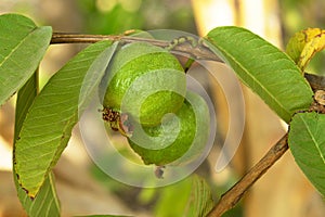 Two guavas on tree