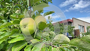 Fresh Green unripe apples and leaves on the branches of an apple tree stagger in the wind in the garden with colorful