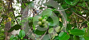 Fresh green unripe craneberry fruit on bush