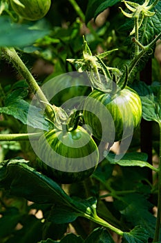 Fresh green unripe tomatoes growing on open fild. Organic Dwarf Damascus Steel tomatoes in garden