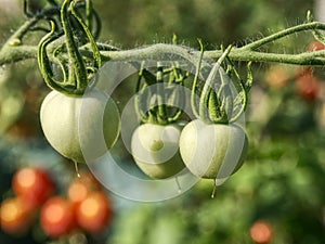 Fresh green unripe tomatoes on the plant. Green Heirloom Tomato