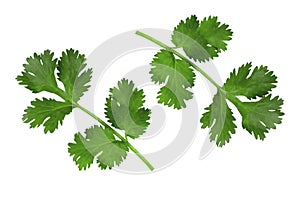 Fresh green vegan vitamin parsley . Top view.