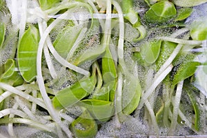 Fresh green vegetable in a bag with water drop