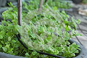 Fresh Green vegetable Brazilian spinach also known as Sissoo spinach or Samba lettuce plant growing in garden for cooking healthy