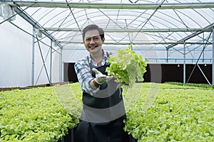Fresh green vegetable harvesting. Male holding fresh harvest of vegetables in greenhouse