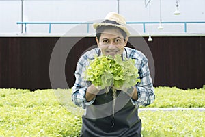 Fresh green vegetable harvesting. Man holding fresh harvest of vegetables in greenhouse