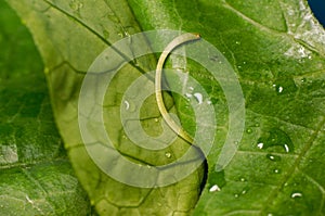 Fresh green vegetable prepare for Thai food green and healthy