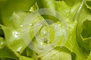 Fresh green vegetable ready to eat