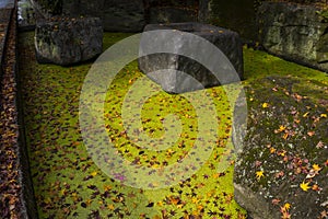 Fresh green, verdure moss with fallen maple leaves covering water surface