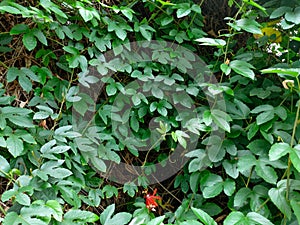 Fresh green vines and red flower pattern background