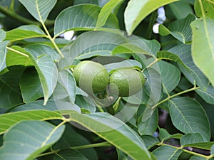 Fresh Green Walnuts on Tree with Background