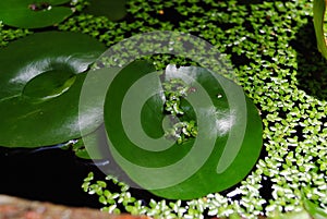 Fresh green water lily leaves in a pond