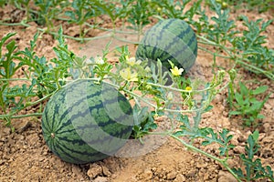 Fresh green watermelon of ripe watermelons in a field