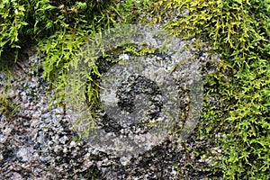 Fresh green wet moss covering a rock