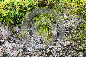 Fresh green wet moss covering a rock