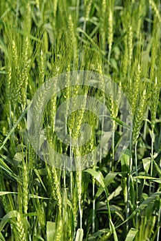 Fresh Green Wheat Field
