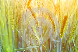 Fresh green wheat field during summer day. With nice golden warm sun light, flares