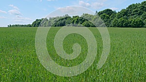 Fresh green wheat field under a clear blue sky. Forest nearby. Slow motion.