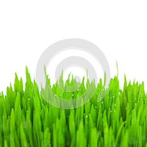 Fresh green wheat grass with drops and bokeh / isolated