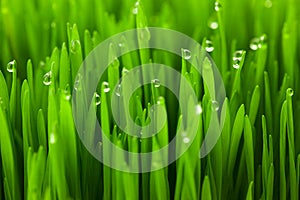 Fresh green wheat grass with drops dew