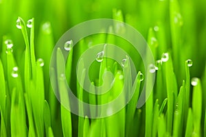 Fresh green wheat grass with drops dew