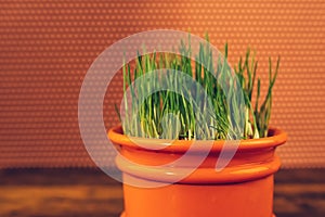 Fresh green wheat grass in plastic pot