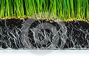 Fresh green wheat grass with roots isolated
