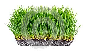 Fresh green wheat grass with roots isolated