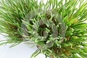 Fresh green Wheat grass sprouts with drops dew on white background.