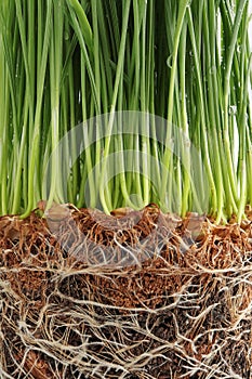Fresh green Wheat grass sprouts with roots in soil. Close up