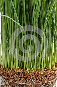 Fresh green Wheat grass sprouts with roots in soil on white background.