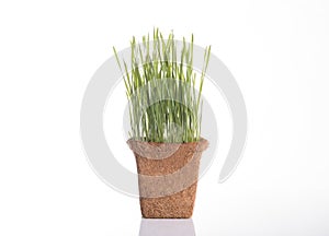 Fresh green wheat in plant pot isolated on white background.