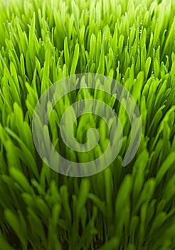 Fresh green wheatgrass