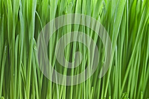 Fresh green wheatgrass