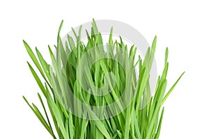 Fresh green wheatgrass photo