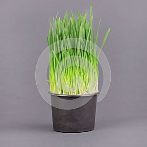 Fresh green wheatgrass growing in black pot, on a gray background.