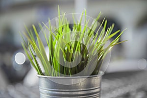 Fresh green wheatgrass growing in concrete pot