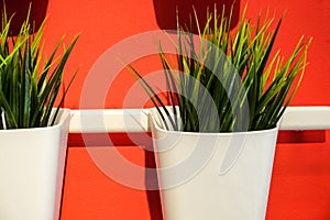 Fresh green Wheatgrass grows in a concrete pot. Against the red wall.