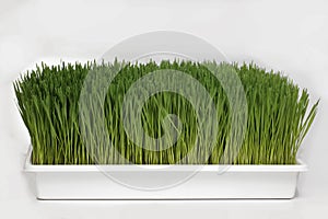 Fresh green wheatgrass isolated on white